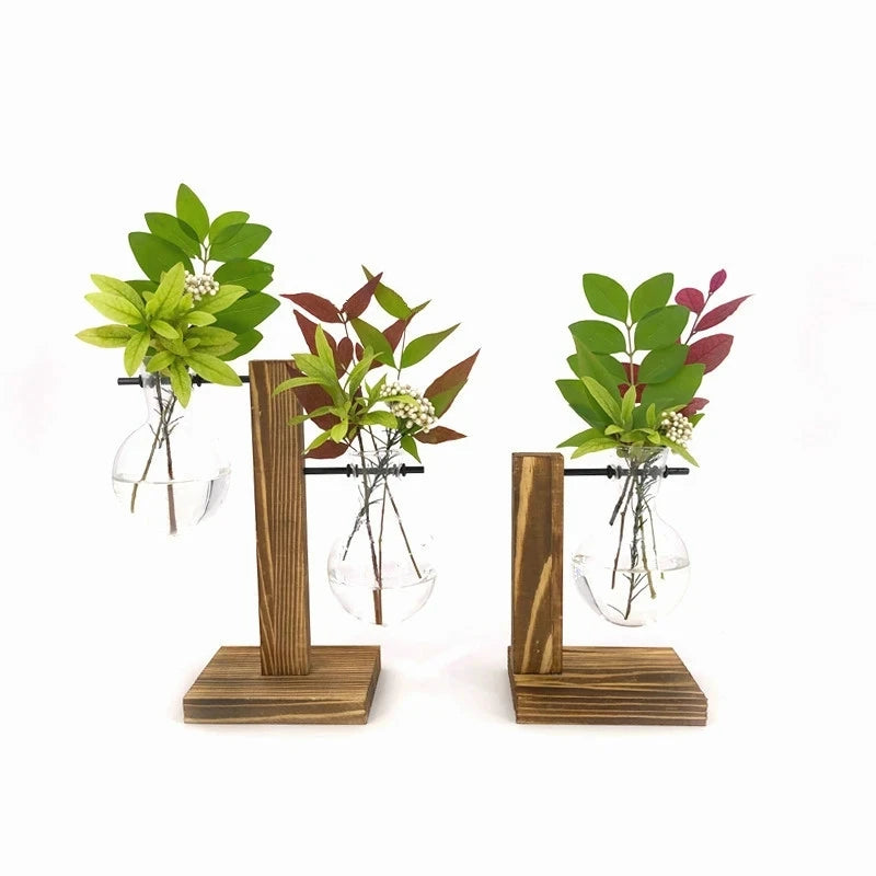 Elegant Terrarium Hydroponic